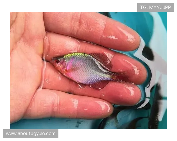 深入了解ag捕鱼大师的稀有鱼种及捕获技巧详解